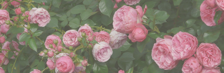 Proč se vysazují růže u vinic?