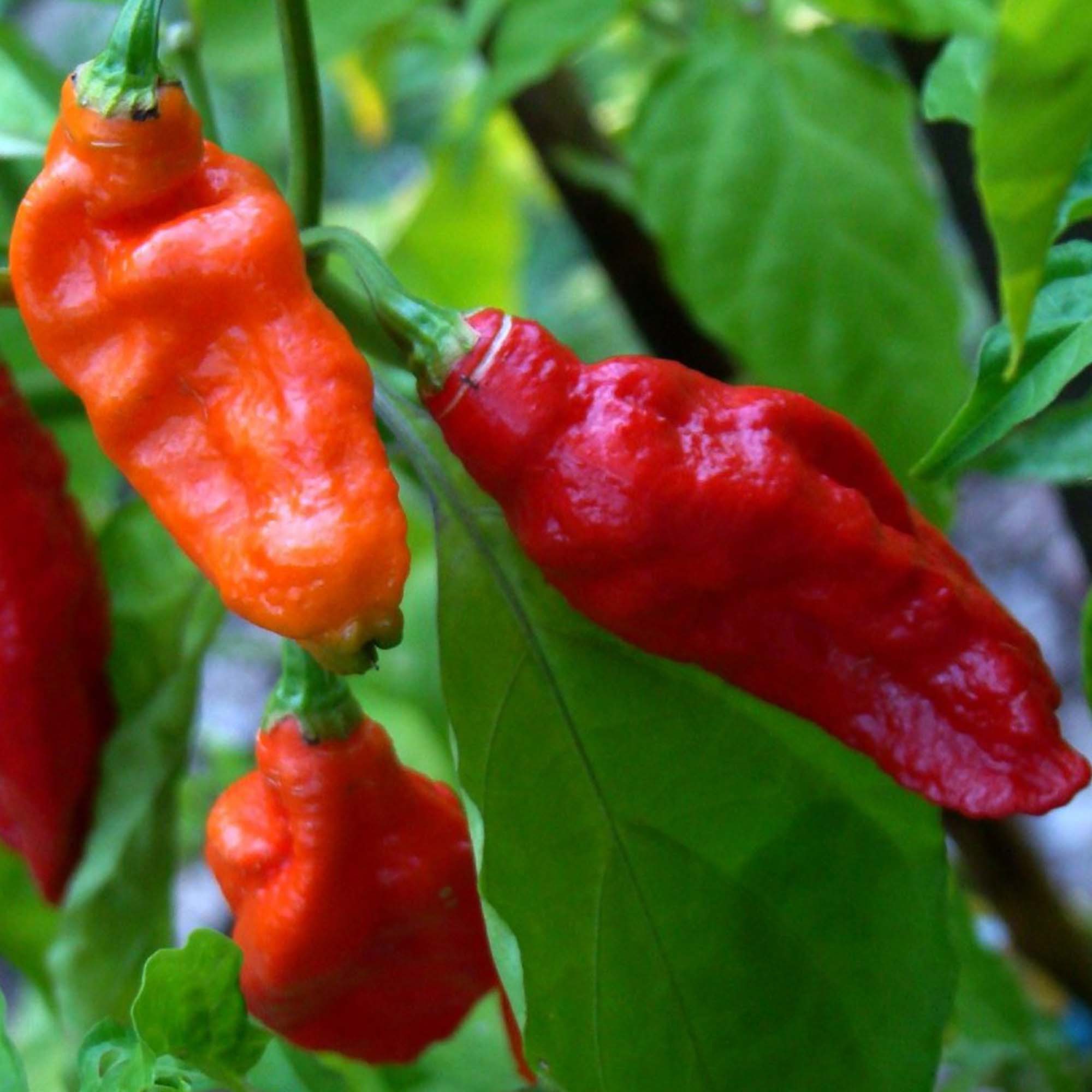 Kořenící směs Rub Ghost Chilli 75g Kořenící směs Rub Ghost Chilli 75g