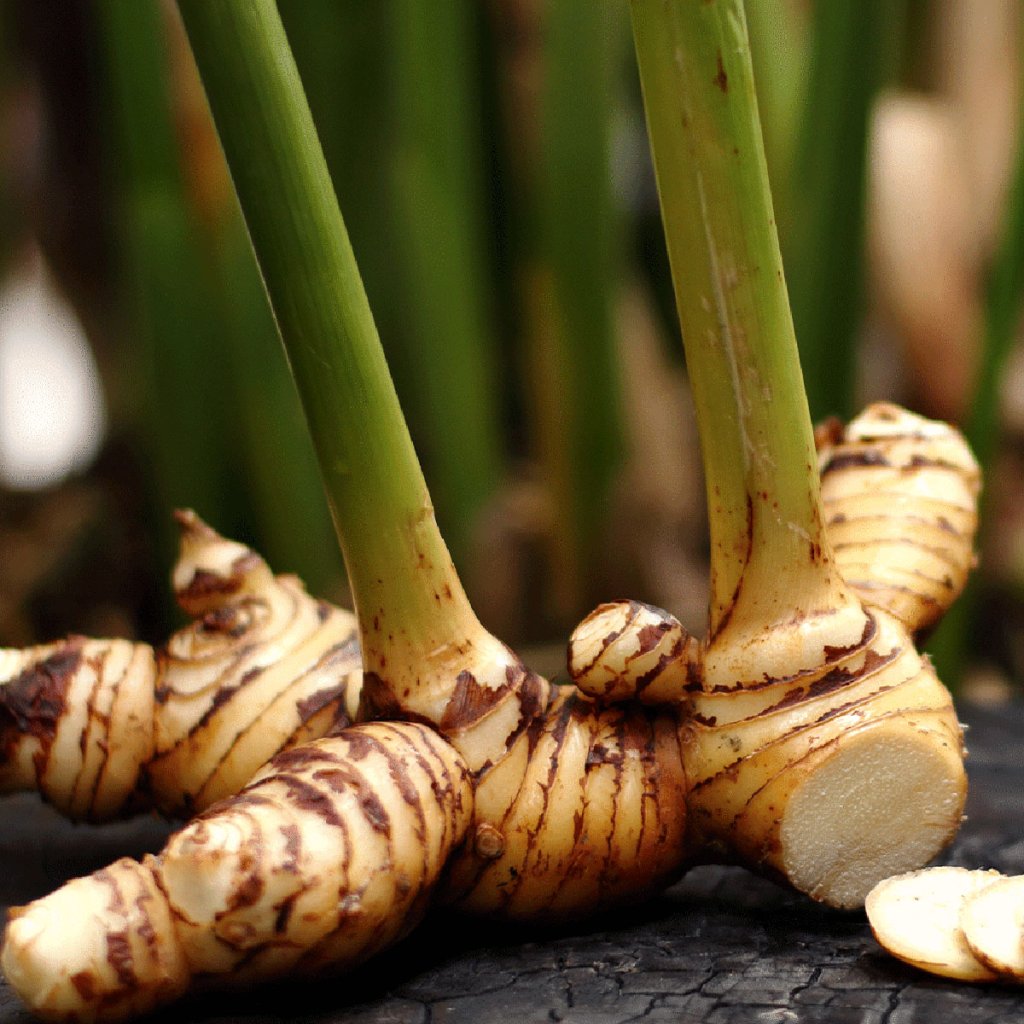 Galangal 50g tubus