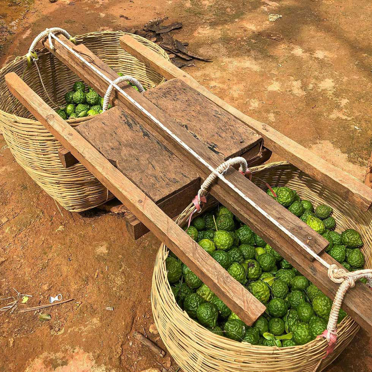 Kaffir Lime (Kafrová limeta) kůra 30g tubus