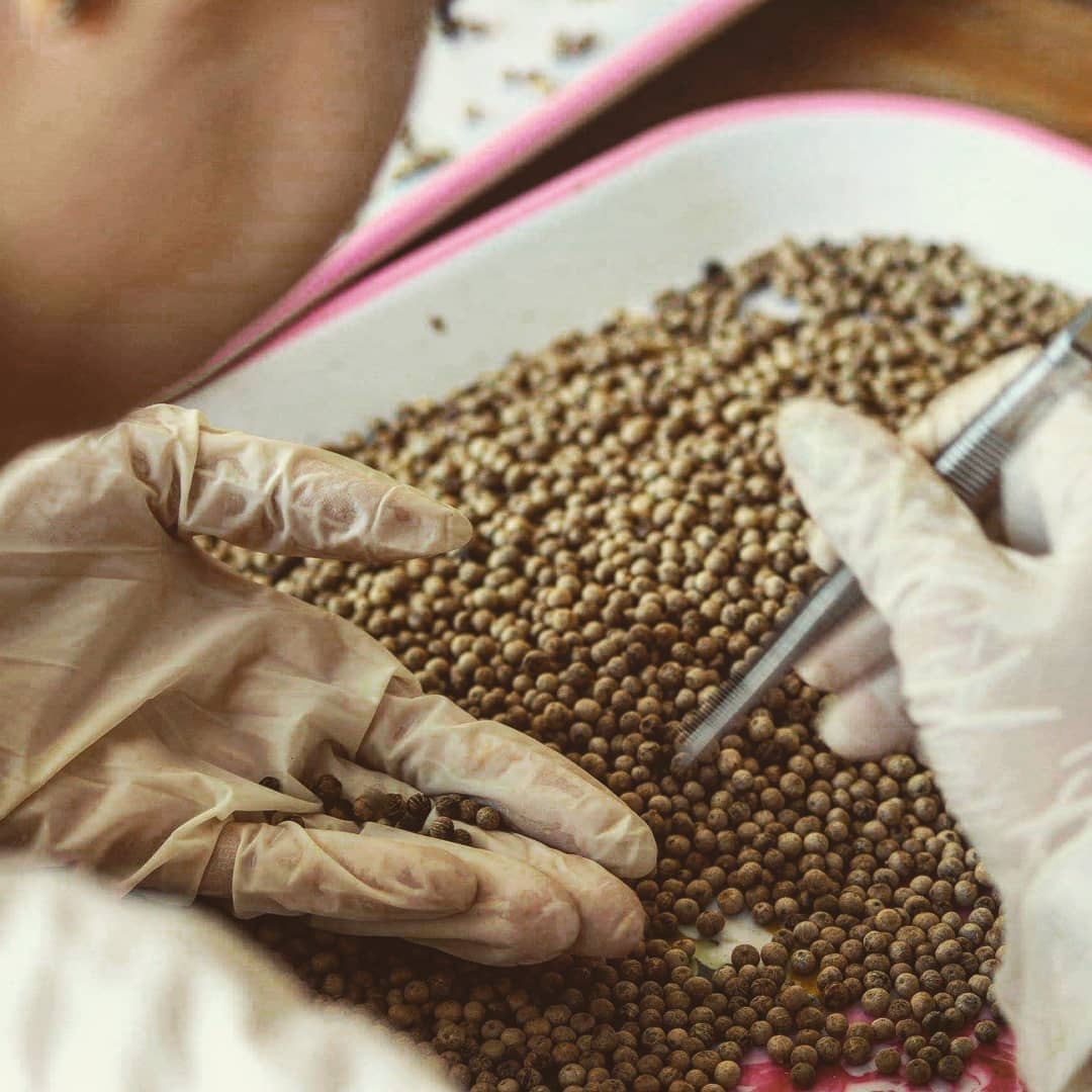 Kampotský pepř bílý 100g