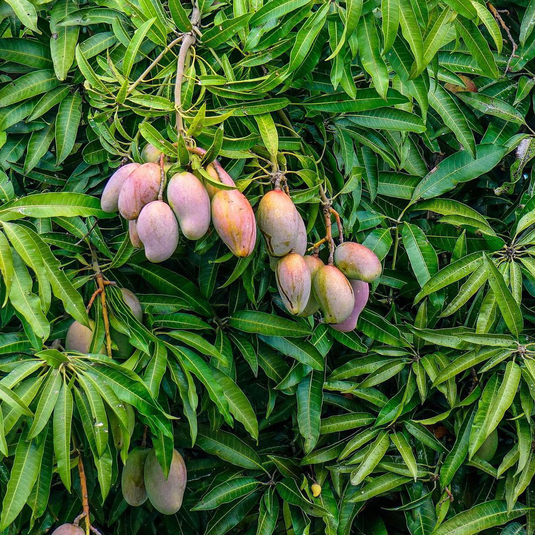 Kampotský pepř černý a fermentovaný 50g tubus + dárek ZDARMA