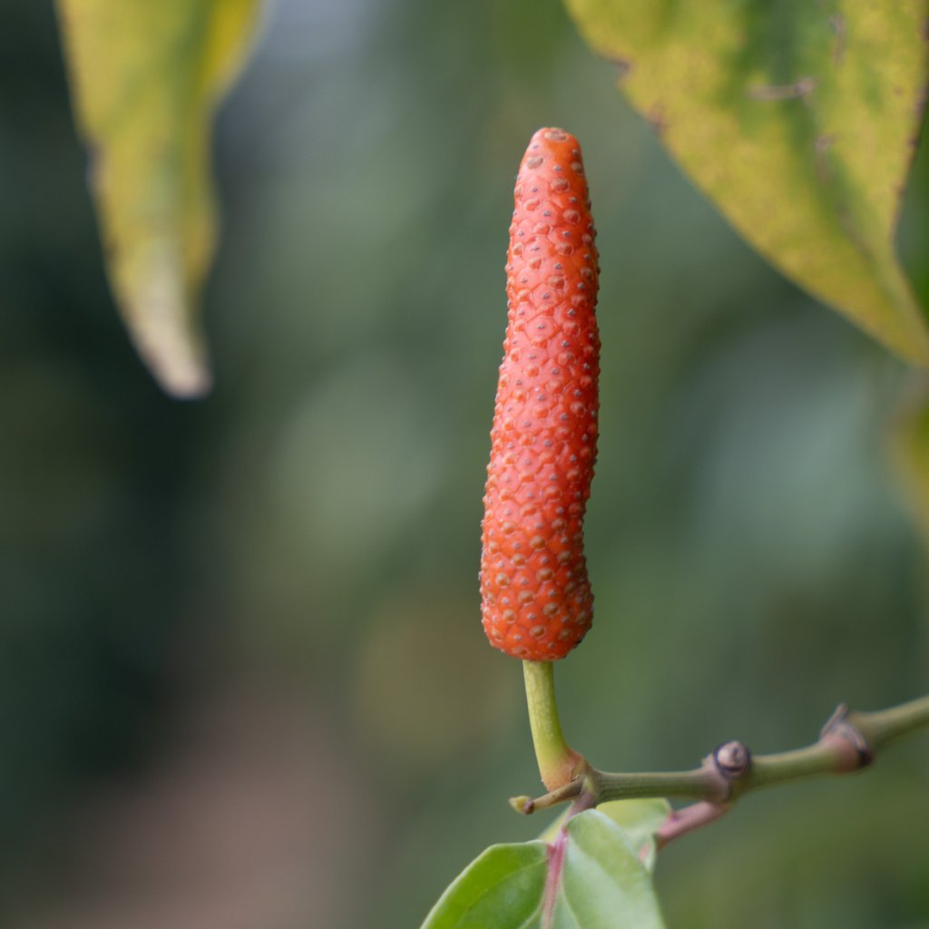 Kampotský pepř dlouhý 500g