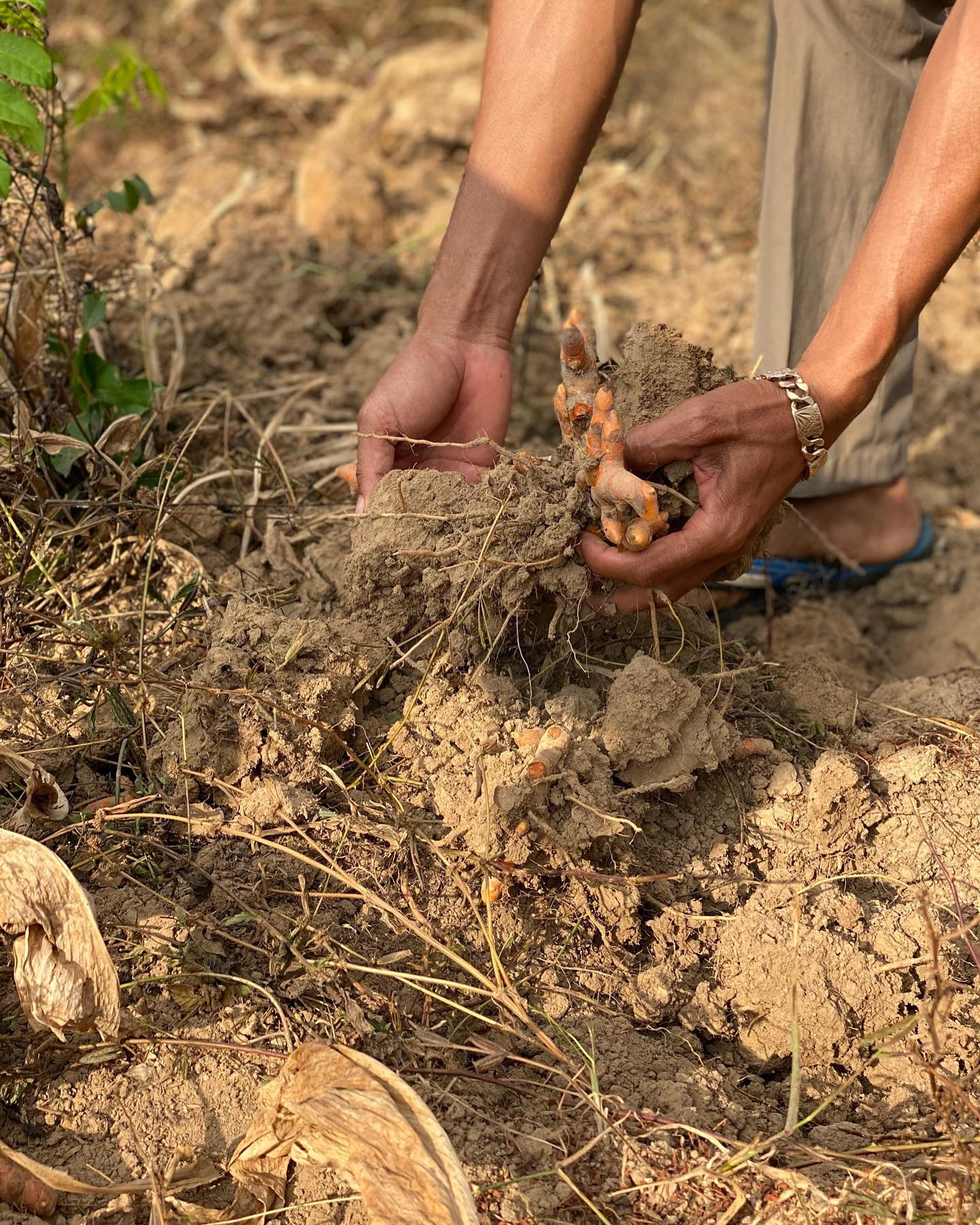 Kurkuma (Turmeric Powder) 100g