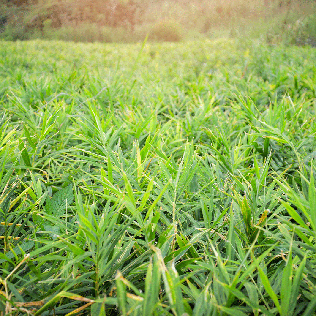 Mladý zázvor (Young Ginger) 50g tubus