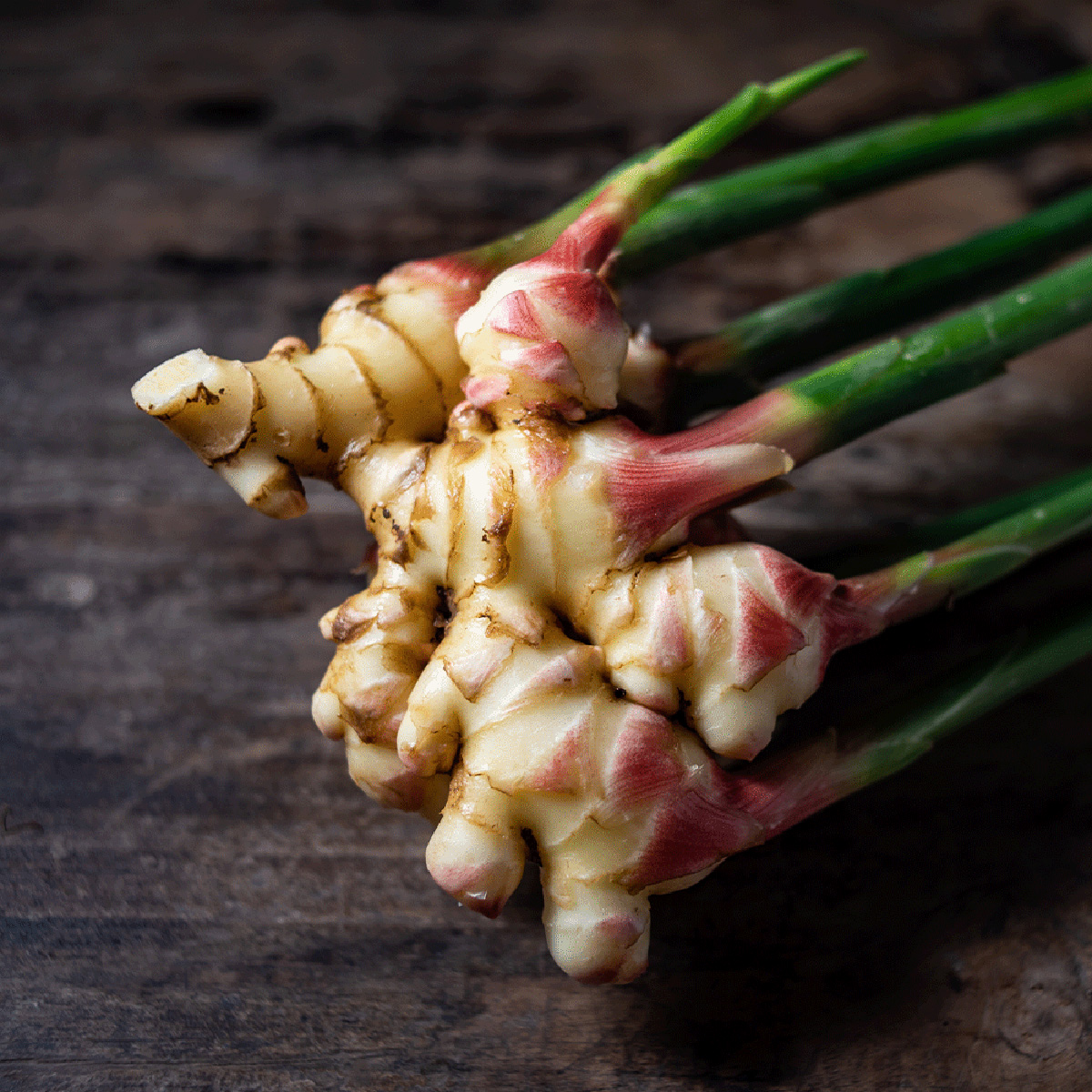 Mladý zázvor (Young Ginger) 50g tubus