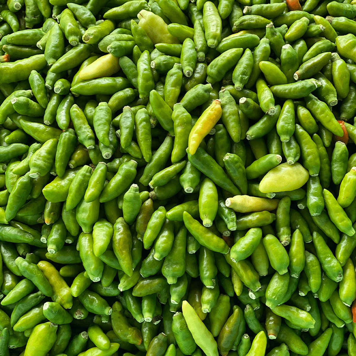 Zelené Bird Chili z Kambodži (celé) 15g tubus