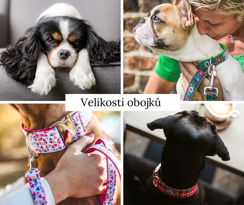 Jak vybrat správnou velikost obojku pro psa