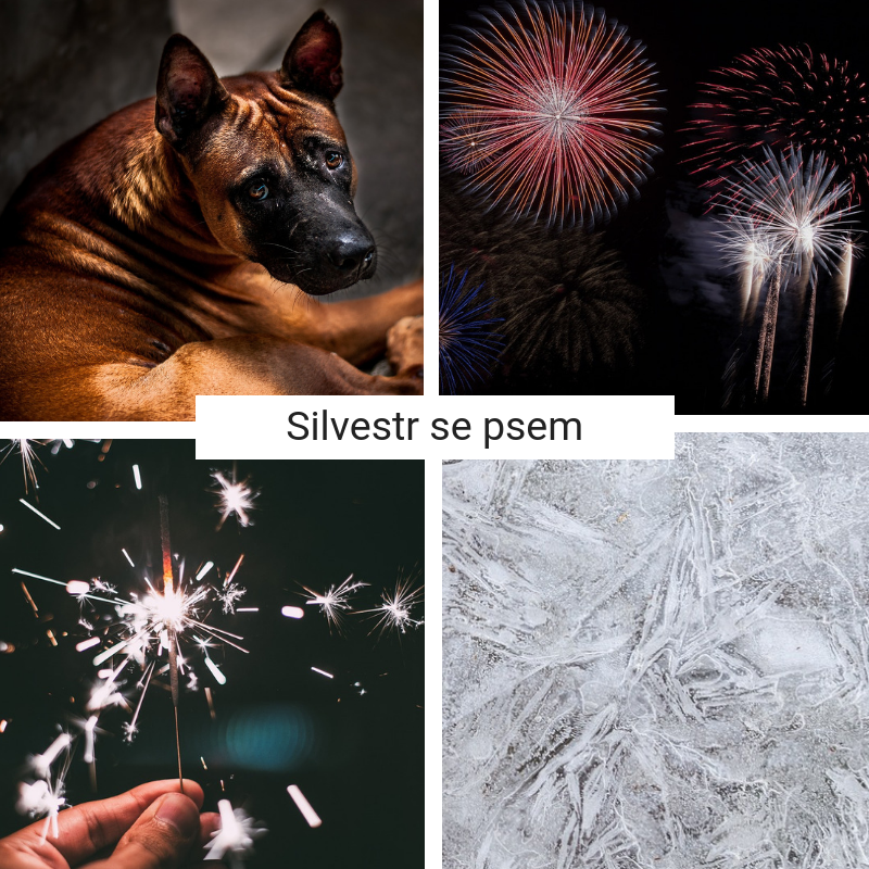 Silvestr se psem