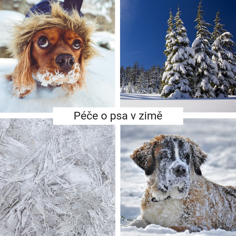 Jak pečovat o psa v zimě