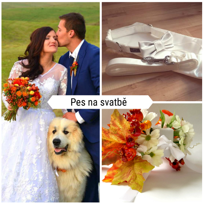 Pes na svatbě?
