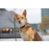 Bernadette pes obojek obojky pro psy collar dog pes demeven krasny beautiful stylovy stylish s kovovou sponou ruzovy modry blue luxusni kelpie