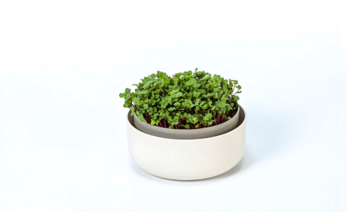 Miska na klíčení: jak vybrat tu správnou a proč na tom záleží