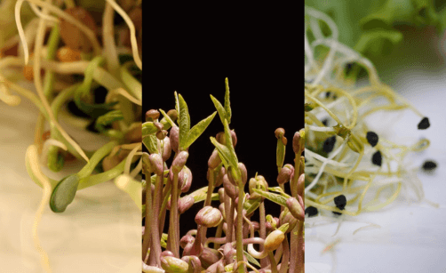 Klíčení čočky, fazolí a alfalfy: domácí klíčky krok za krokem