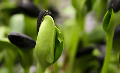 BIO semínka na klíčení: jak vybrat ta kvalitní a kde je koupit