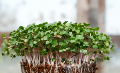 Co jsou microgreens a proč je pěstovat doma?