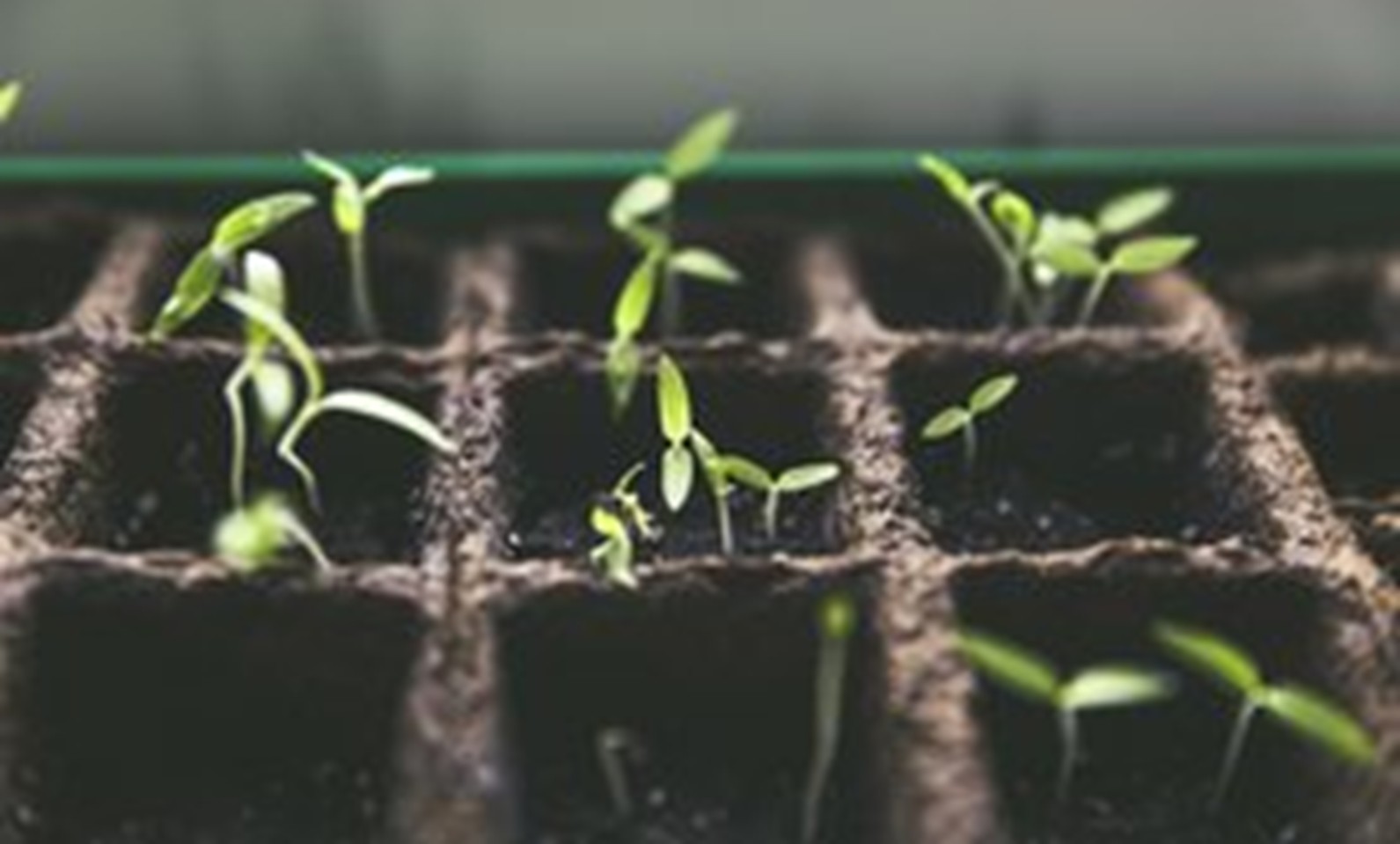 Kalendář výsevů pro začátečníky