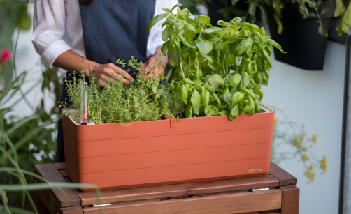 Záhon na balkóně nebo terase? Objevte kouzlo velkoobjemových nádob