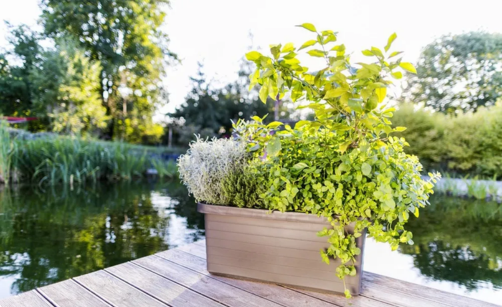 Jak vybrat správný truhlík nebo květináč: průvodce pro každý prostor