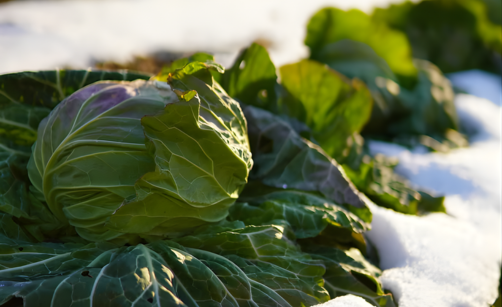 Zmrzlí muži: kdy přijdou a jak ochránit rajčata i sazenice