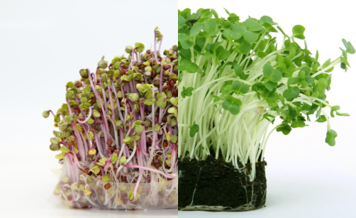 Klíčení řeřichy a ředkvičky: dva druhy, které zvládne každý