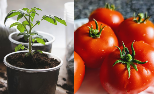 Kdy a jak sázet rajčata: průvodce od semínka po zaštipování