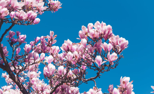 Jarní řez ovocných stromů, keřů i růží: kdy a jak na to