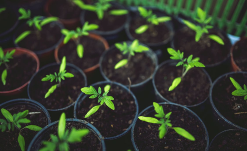 Bylinky na balkoně: jak to udělat, aby to opravdu fungovalo