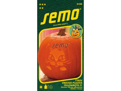 9199 semo kvetiny letnicky tykev yellowboys