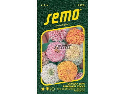 9572 semo kvetiny letnicky ostalka lepa pepermint sticks