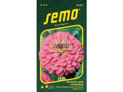 9583 semo kvetiny letnicky ostalka lepa luminosa