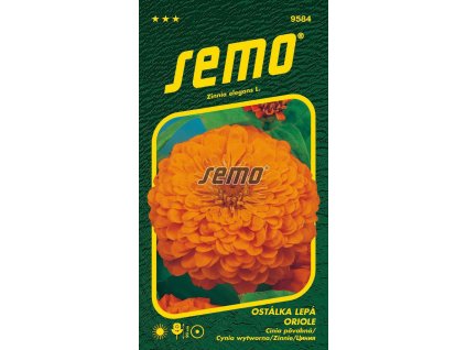 9584 semo kvetiny letnicky ostalka lepa oriole