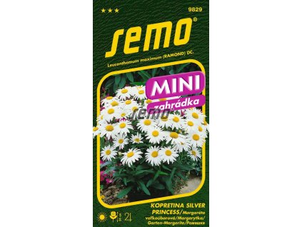 9829 semo kvetiny trvalky kopretina bila silver princess