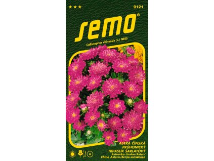 Astra průhonický trpaslík PINOCCHIO SCARLET - 20-25 cm