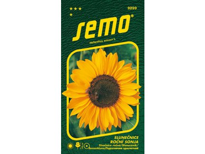 Slunečnice roční SONJA - oranžová, na sušení, 1,5m