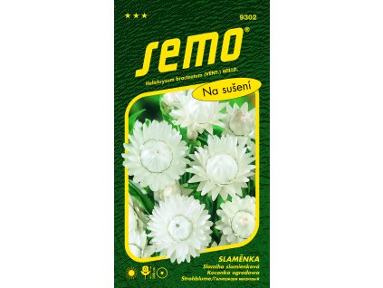 Slaměnka BÍLÁ - velkokvětá