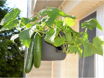 eab 0758 small 575x429