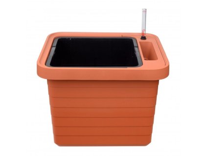 berberis uno tarekota