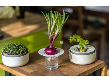 Regrow sl kost kav sed 6