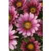 9254 semo kvetiny letnicky gazanie zariva new day pink2 624x940