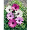 9433 semo kvetiny letnicky osteospermum balade mix2 624x815