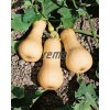 4074 semo zelenina tykev muskatova butternut2 624x784