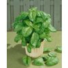 5908 semo bylinky bazalka prava lettuce leaf2 600x745