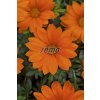 9253 semo kvetiny letnicky gazanie zariva new day clear orange2 624x940