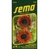 9285 semo kvetiny letnicky slunecnice rocni claret