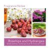 Svíčka Rosehips & Hydrangea