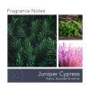 Vonná svíčka Juniper Cypres