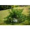 Samozavlažovací truhlík BERBERIS 40 cm bílá + zelená