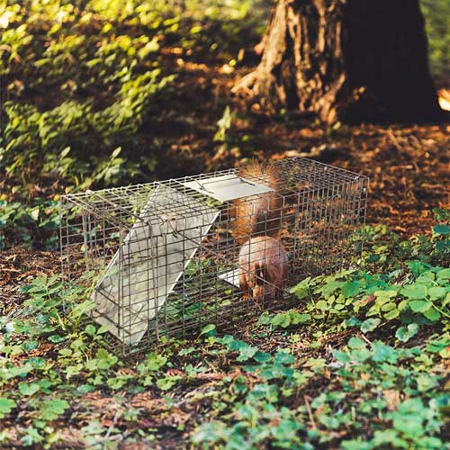 уникален капан за белка