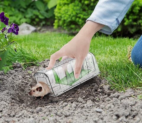 Хуманен капан за мишки